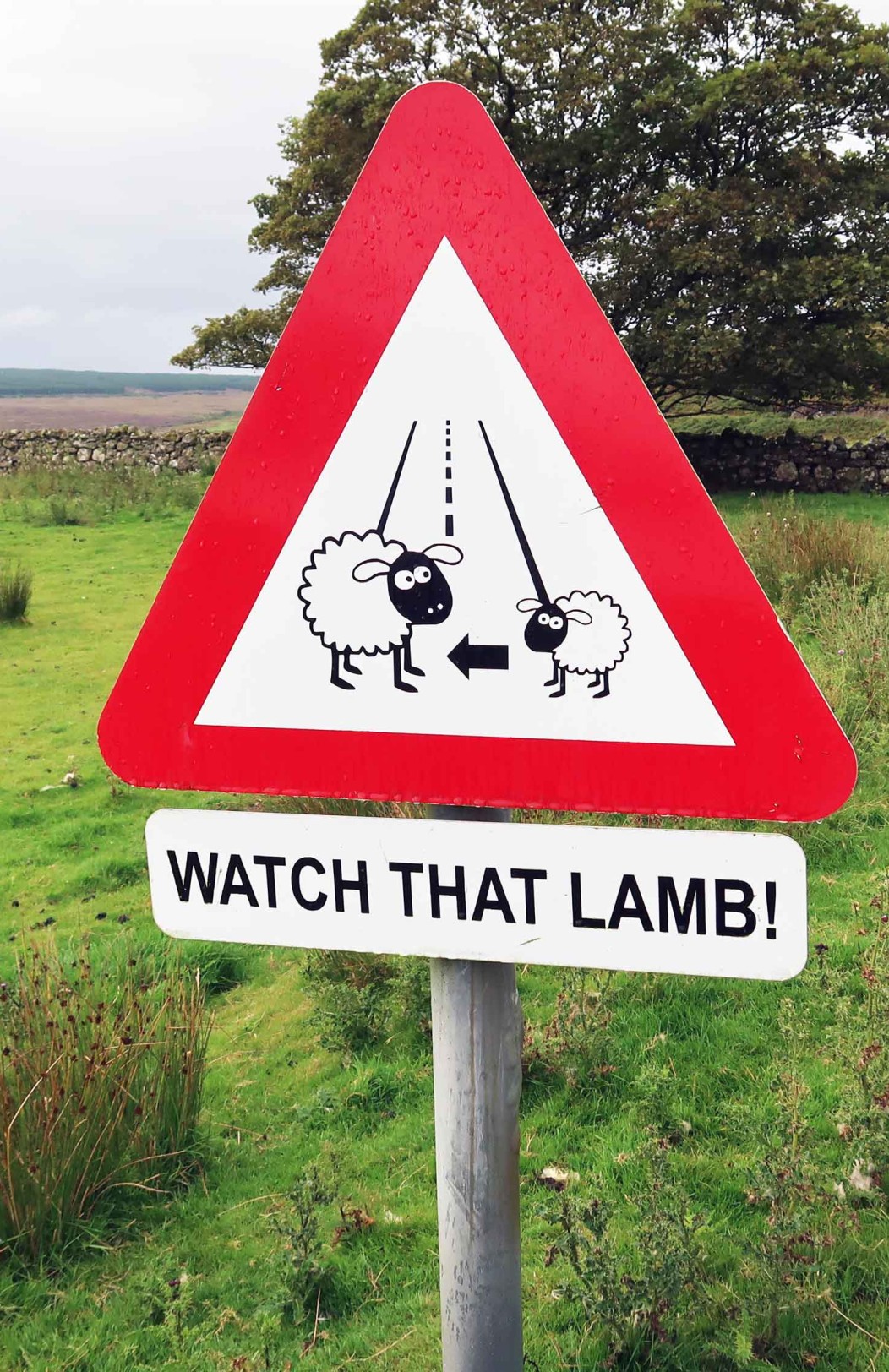 Scotland in a Nutshell