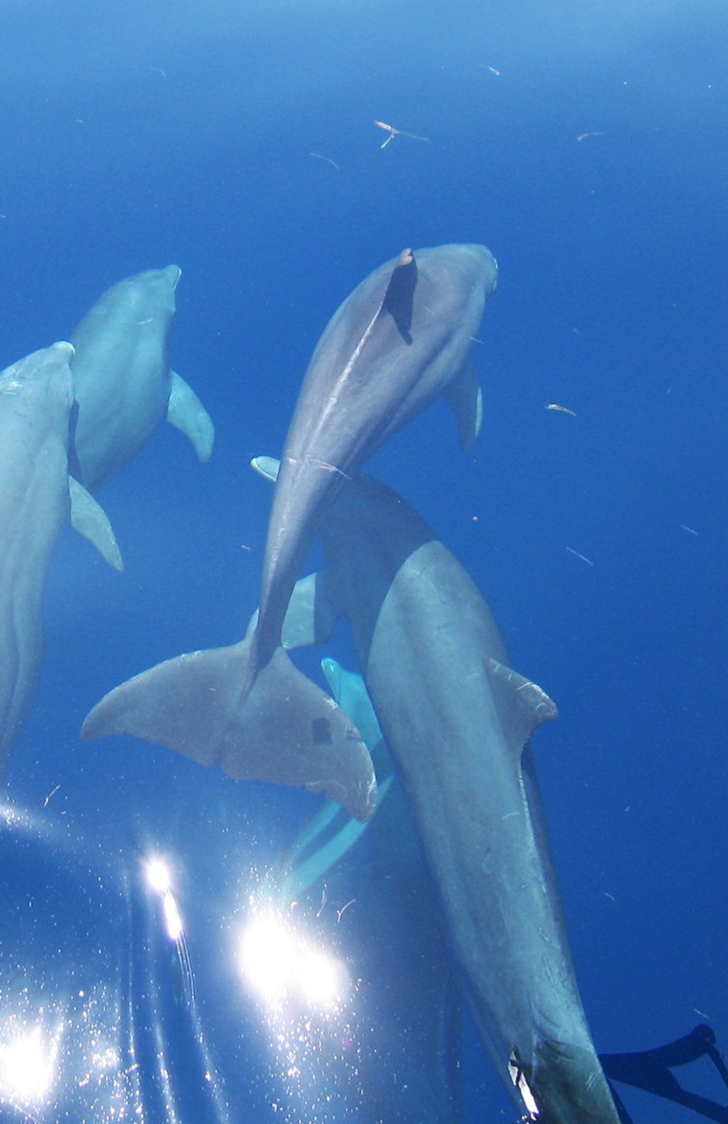 Short Wildlife cruise in Scotland