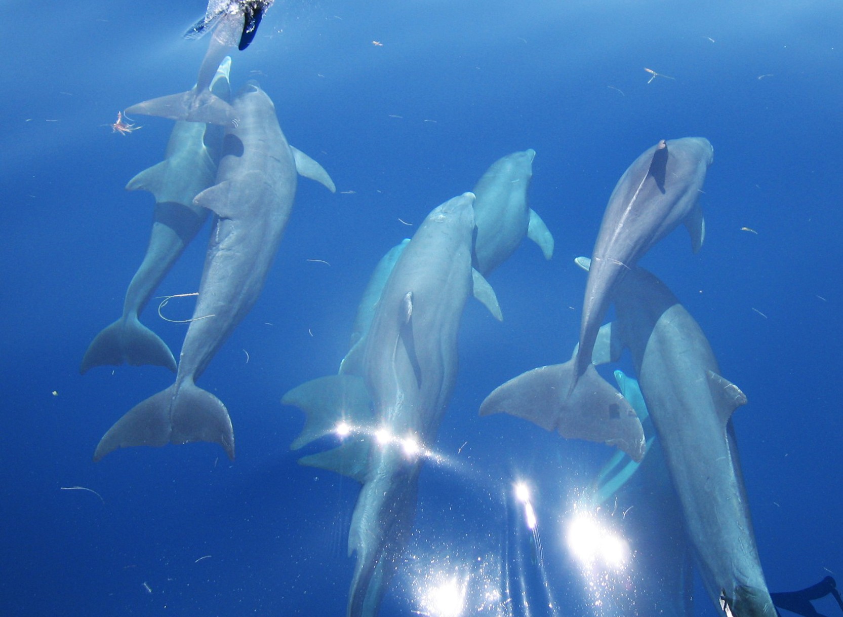 Short Wildlife cruise in Scotland
